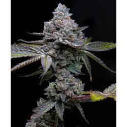 APPLE FRITTER · Barneys...