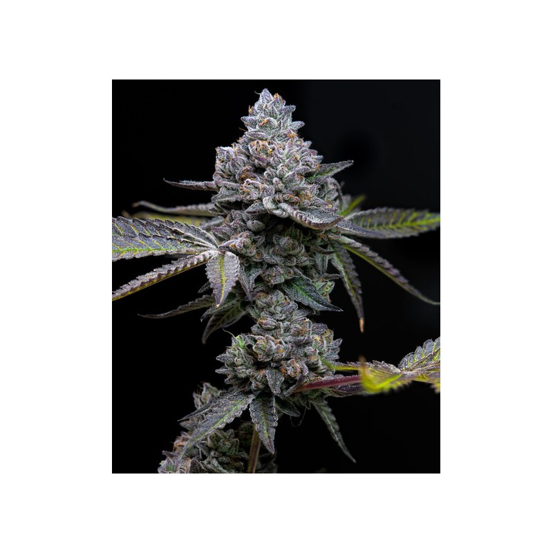 APPLE FRITTER · Barneys Farm · semillas de marihuana · Fem