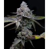 APPLE FRITTER · Barneys Farm · kenevir tohum · Disi · Fem