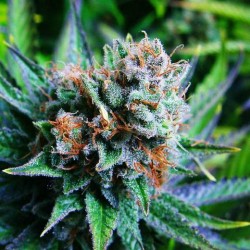 BLUE DREAM · Barneys Farm ·...