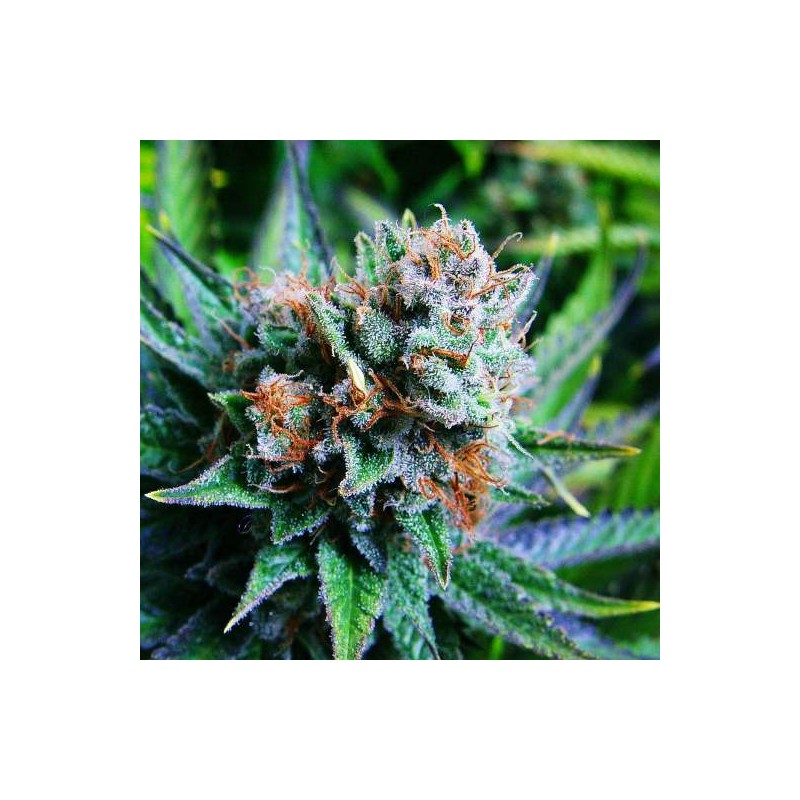 Ayahuasca Purple | Barneys Farm | Kaufen Cannabis Samen