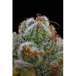Ayahuasca Purple | Barneys Farm | Kaufen Cannabis Samen