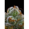Ayahuasca Purple | Barneys Farm | Kaufen Cannabis Samen