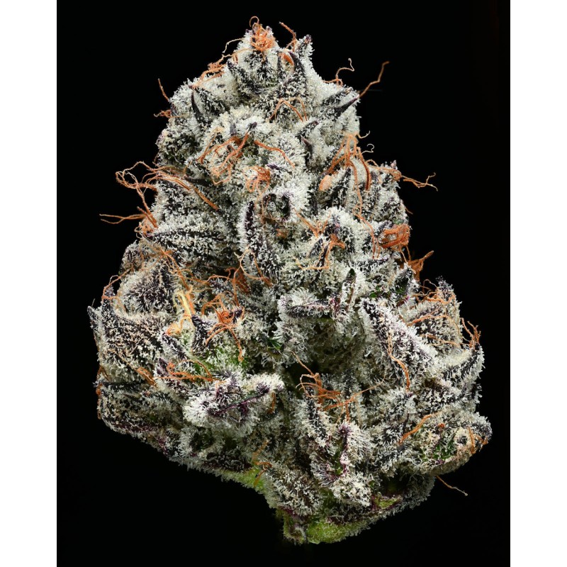 BLACK CHERRY GUSHERS · Barneys Farm · graines de cannabis · Fem