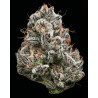 BLACK CHERRY GUSHERS · Barneys Farm · graines de cannabis · Fem