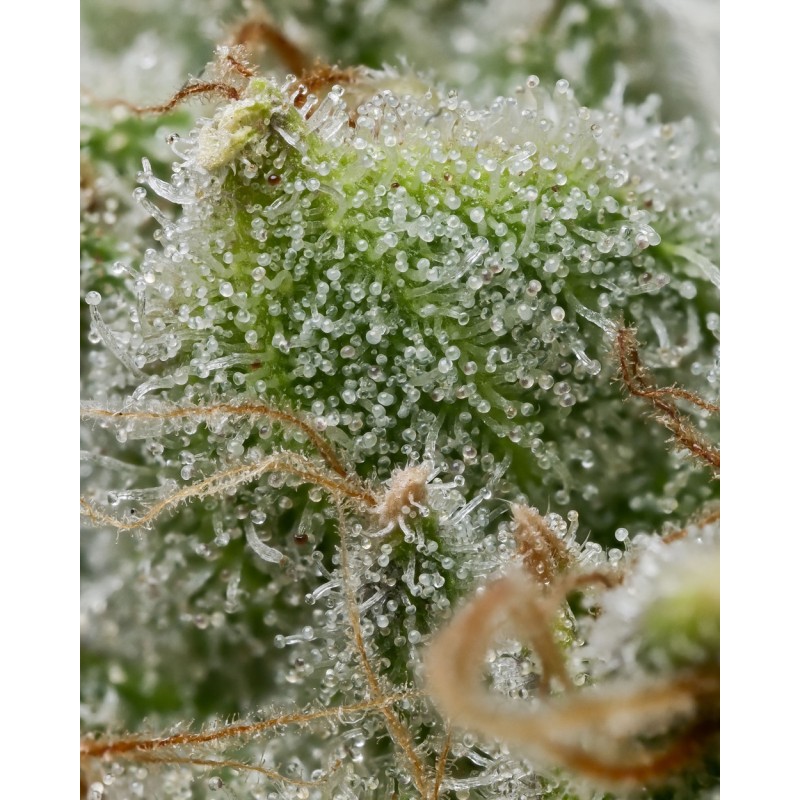 BRUCE BANNER · Barneys Farm · semi di canapa · Fem