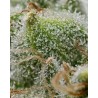 BRUCE BANNER · Barneys Farm · semi di canapa · Fem