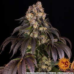 GIRL SCOUT COOKIES ·...