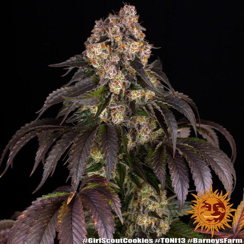 GIRL SCOUT COOKIES · Barneys Farm · kenevir tohum · Disi · Fem