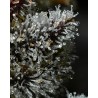 Ayahuasca Purple | Barneys Farm | Kaufen Cannabis Samen