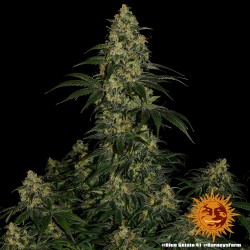 BLUE GELATO 41 · Barneys...