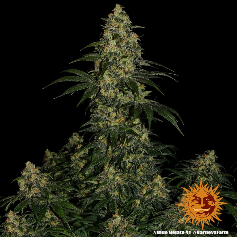 BLUE GELATO 41 · Barneys Farm · kenevir tohum · Disi · Fem