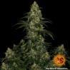 BLUE GELATO 41 · Barneys Farm · sementes de maconha  · Fem