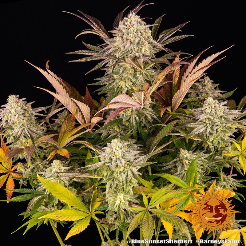 Blue Gelato 41 | Barneys Farm | Cannabis Shop
