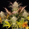 Blue Gelato 41 | Barneys Farm | Cannabis Shop