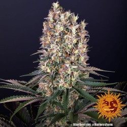 BLUEBERRY OG · Barneys Farm...