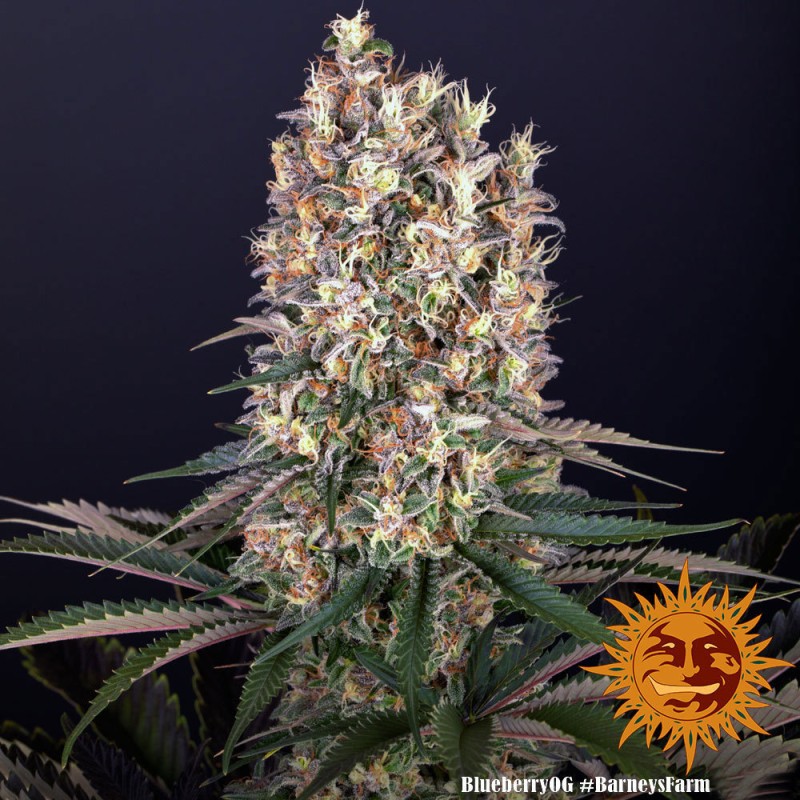 Blueberry OG : Le Classique Blueberry Rencontre la Puissance OG | Barney's Farm