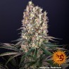 BLUEBERRY OG · Barneys Farm · semillas de marihuana · Fem