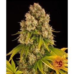 CHEESE AUTO · Barneys Farm...