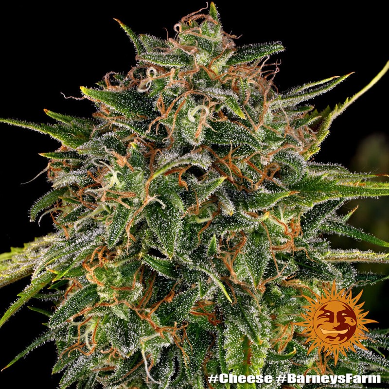 CHEESE · Barneys Farm · sementes de maconha · Fem