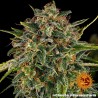 CHEESE · Barneys Farm · sementes de maconha · Fem