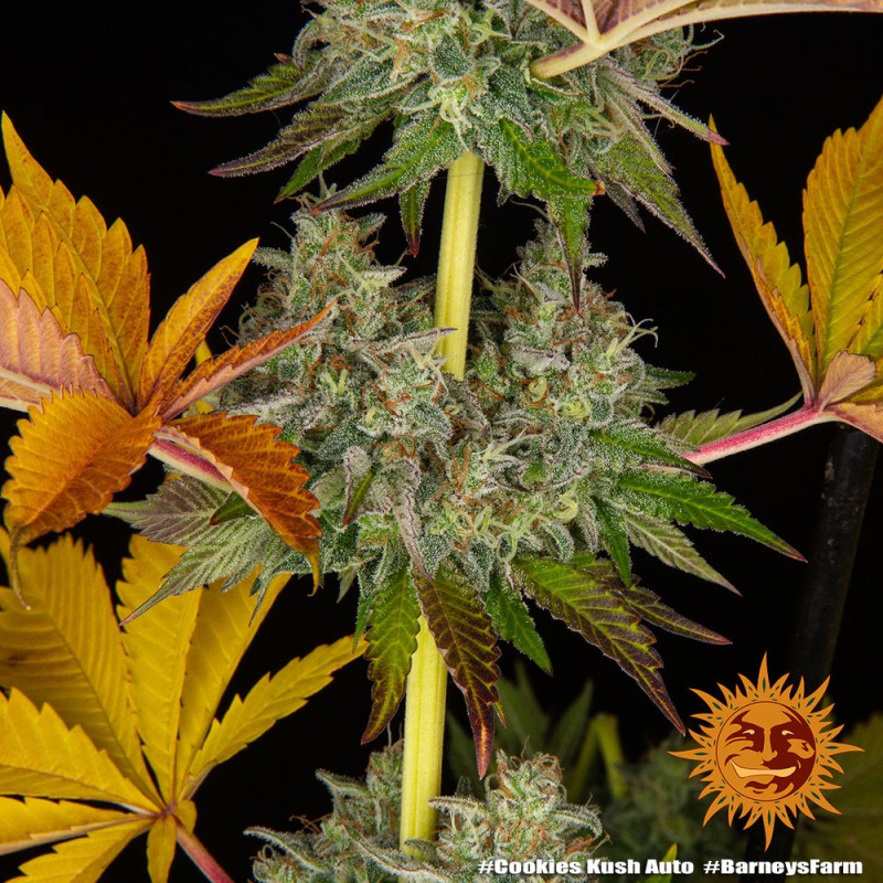 COOKIES KUSH AUTO · Barneys Farm · sementes de maconha · AutoFem