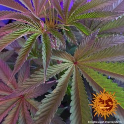 COOKIES KUSH · Barneys Farm...