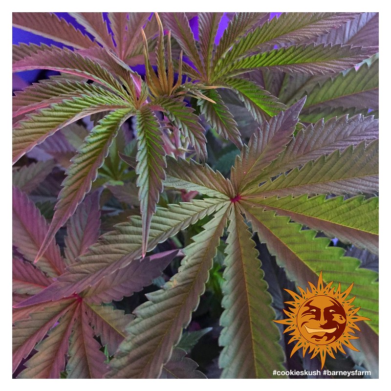 COOKIES KUSH · Barneys Farm · graines de cannabis  · Fem