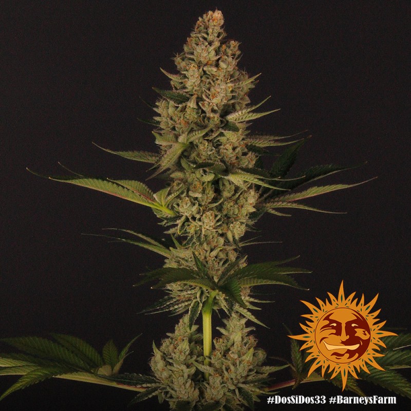 DOS SI DOS 33 · Barneys Farm · semillas de marihuana · Fem