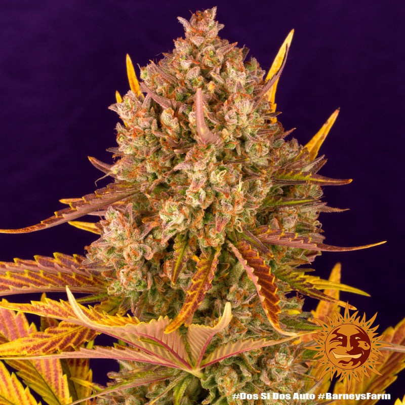 DOS SI DOS AUTO · Barneys Farm · sementes de maconha · AutoFem
