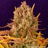 DOS SI DOS AUTO · Barneys Farm · kaufen cannabis samen · AutoFem