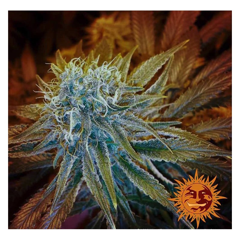 G13 HAZE · Barneys Farm · kenevir tohum - Disi · Fem