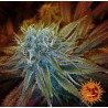 G13 | Barneys Farm | Kaufen Cannabis Samen | Sensi Seeds