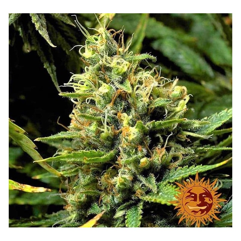 Acapulco Gold | Barney's Farm | Samen Bestellen | Cannabis shop