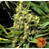 ACAPULCO GOLD · Barneys Farm · sementes de maconha · Fem