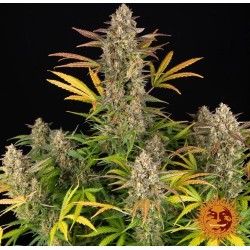 AMNESIA HAZE AUTO · Barneys...