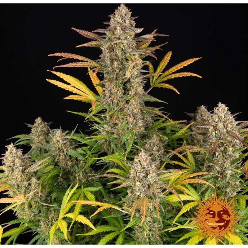 AMNESIA HAZE AUTO · Barneys Farm · kenevir tohum · Disi · AutoFem