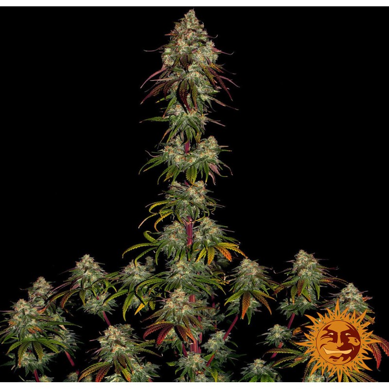 Amnesia Lemon | Barney's Farm | Hanfsamen Kaufen