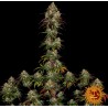 Amnesia Lemon | Barney's Farm