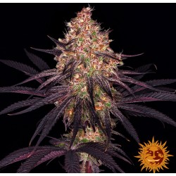 AYAHUASCA PURPLE · Barneys...