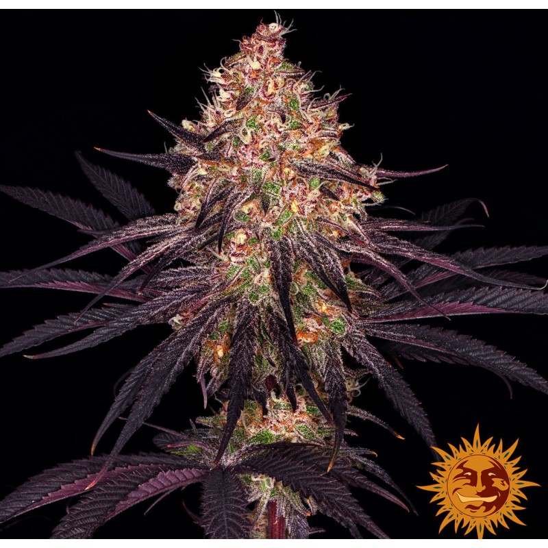 AYAHUASCA PURPLE · Barneys Farm · kenevir tohum - Disi · Fem