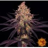 Ayahuasca Purple | Barneys Farm | Kaufen Cannabis Samen