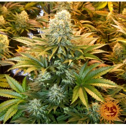 BANANA PUNCH · Barneys Farm...