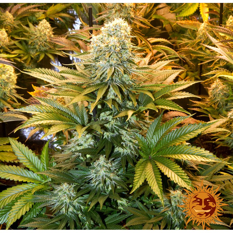BANANA PUNCH · Barneys Farm · cannabis samen · Fem