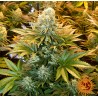 BANANA PUNCH · Barneys Farm · semi di canapa  · Fem
