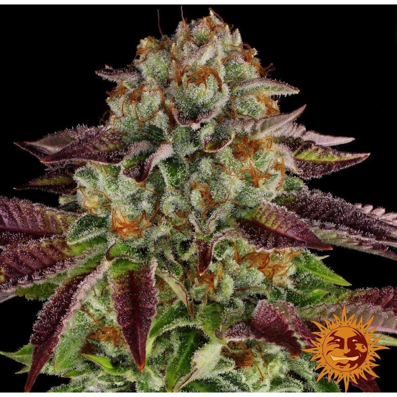 BISCOTTI MINTZ · Barneys Farm · graines de cannabis · Fem