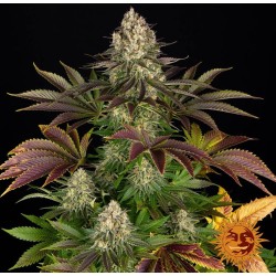 BISCOTTI · Barneys Farm ·...