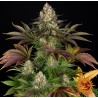 BISCOTTI · Barneys Farm · sementes de maconha · Fem