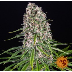 BLUE CHEESE · Barneys Farm...