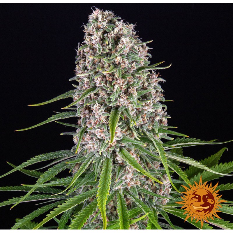 BLUE CHEESE | Barneys Farm | Kaufen cannabis samen